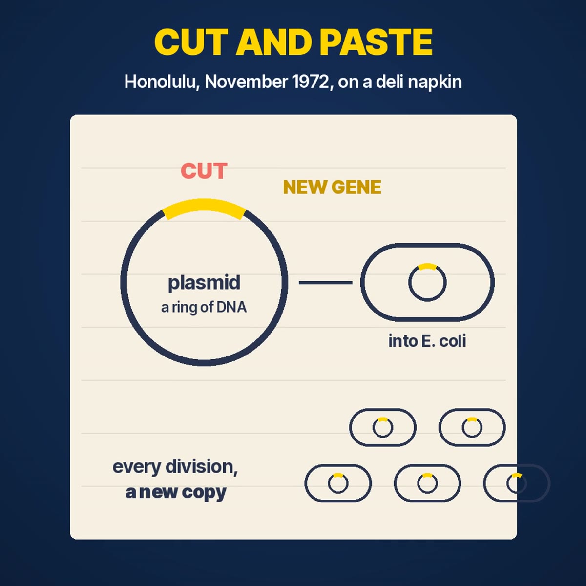 Diagram: a ring of DNA called a plasmid is cut open, a new gene is pasted in, and E. coli copies it with every division
