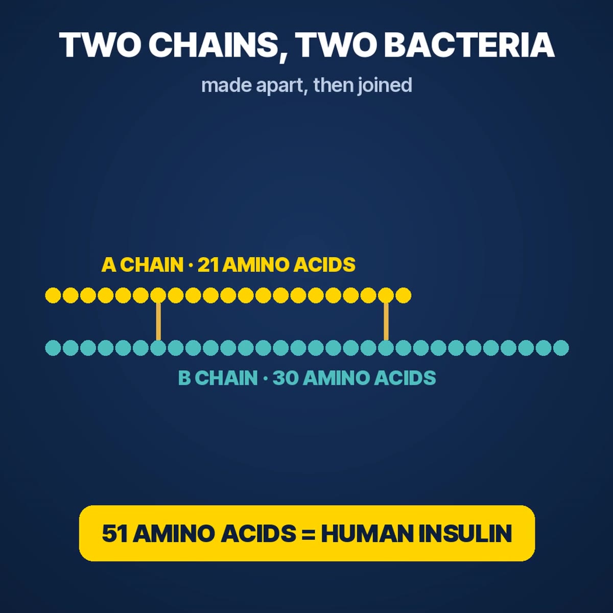 Diagram: insulin A chain of 21 amino acids and B chain of 30, made apart and joined into human insulin